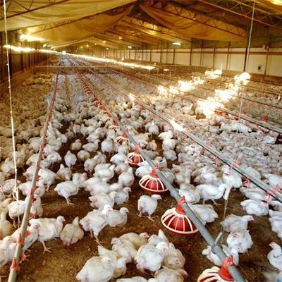 Auto Pan Feeder Steel Broiler Poultry Equipment