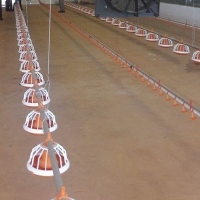 Auto Pan Feeder Steel Broiler Poultry Equipment
