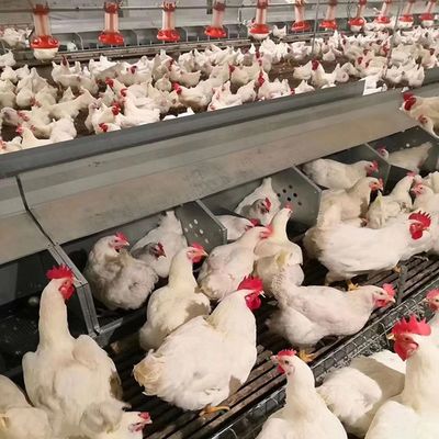 Broiler Automatic Feeder Chicken Breeding Equipment