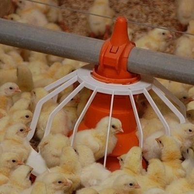 Closed House Chicken 20T Poultry Farm Equipment