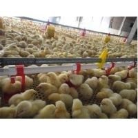 ไก่สัตว์ปีกระบบให้อาหารอัตโนมัติจุกนมสายดื่ม