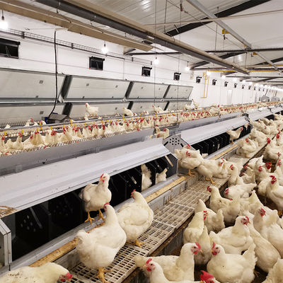 ฟาร์มสัตว์ปีก ระบบป้อนแพน การเพาะพันธุ์ไก่