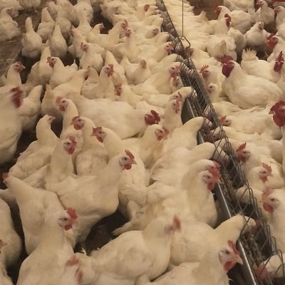 บ้านไก่อุปกรณ์สัตว์ปีกเชิงพาณิชย์ระบบการเพาะพันธุ์สำหรับไก่เนื้อ